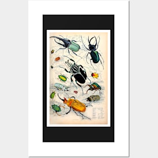 Orderv. Coleoptera | Beetles Print Posters and Art